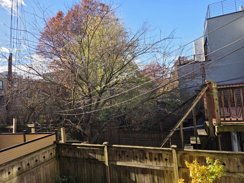 the greenspace created by our back yards